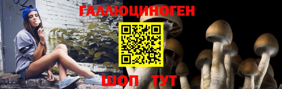 Городец  закладка  Псилоцибиновые грибы MAGIC MUSHROOMS  Вход с VPN  Галлюциногенные грибы Psilocybe 